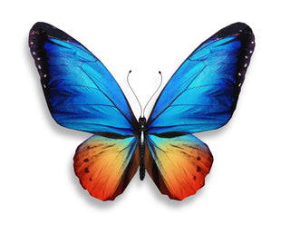 Beautiful Butterfly UV DTF Decal
