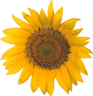 Sunflower - Adhesive Vinyl Decal