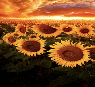 Sunflower Sunset - Adhesive Vinyl